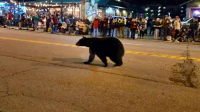 Wandering black bear crashes Christmas parade in Tennessee, stunning spectators: video
