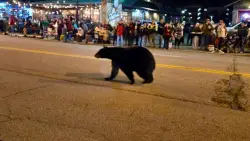 Wandering black bear crashes Christmas parade in Tennessee, stunning spectators: video