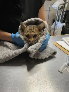 Bobcat kitten ailing from suspected rat poisoning saved by New England teamwork