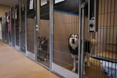 Letters: San Jose still isn’t engaging on animal welfare at shelter