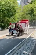 Central Park horses break free, causing multiple injuries as carriage driver breaks wrist: ‘Thankfully I was not killed’
