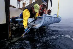 Fishermen killing endangered sharks in the Pacific Ocean exposed by Greenpeace activists: ‘It was devastating’