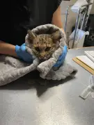 Bobcat kitten ailing from suspected rat poisoning saved by New England teamwork