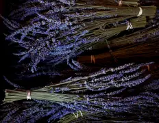 ‘Absolutely wonderful’: Petaluma lavender farm brings joy to growers, visitors alike