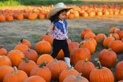 Bay Area pumpkin patches: Your guide to finding the perfect pumpkins this fall