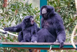 Snapp Shots: Remembering the late Jane Goodall’s visit to the Oakland Zoo