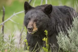 Black bear euthanized after breaking into trailer, swiping at camper near Lake Tahoe
