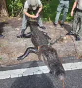 Girl, 12, attacked by alligator while playing in shallow water: ‘Something bit me!’