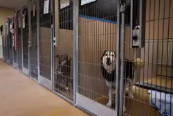 Letters: San Jose still isn’t engaging on animal welfare at shelter
